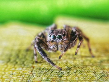 Close-up of spider