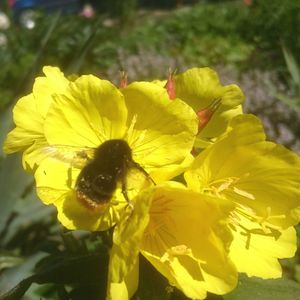 Close-up of bee pollinating on yellow flower