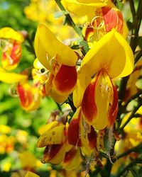 Close-up of yellow flowers blooming outdoors