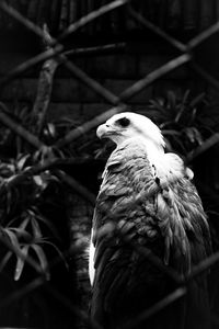 Close-up of eagle perching on tree