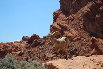 Low angle view of sheep standing on rock formations