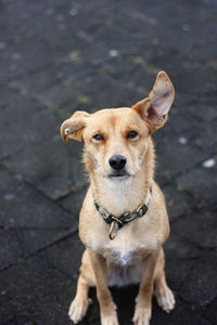 Portrait of dog on footpath