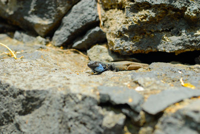 Close-up of lizard on rock