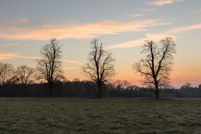 Bare trees on field against sky during sunset