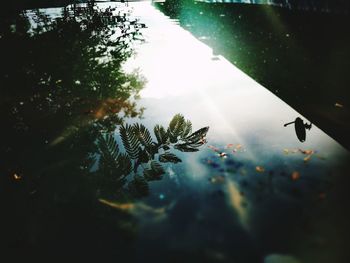 Trees reflecting in pond