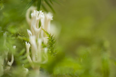 Close-up of white flowering plant on field