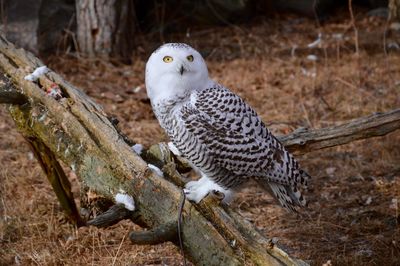 Bird perching on a branch