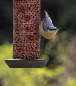 Close-up of bird perching on feeder