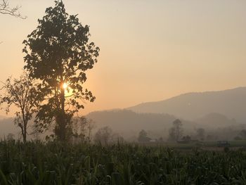Scenic view of field against sky during sunset