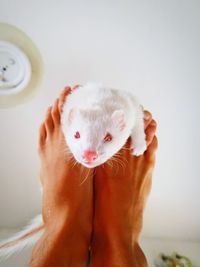 Close-up of legs holding white mouse