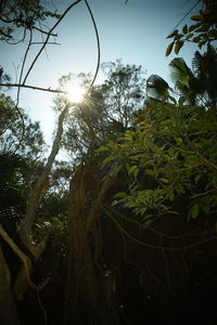 Sun shining through trees