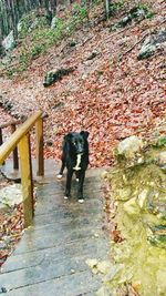 Dog on dirt road