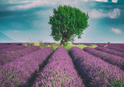 Scenic view of lavender field against sky