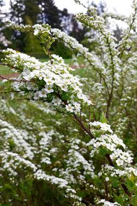 White flowers blooming on tree