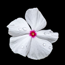 Close-up of white flower against black background