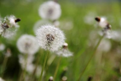 Close-up of dandelion flower on field