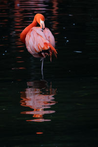 Flamingo drinking water