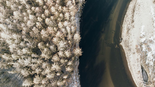 High angle view of trees by sea