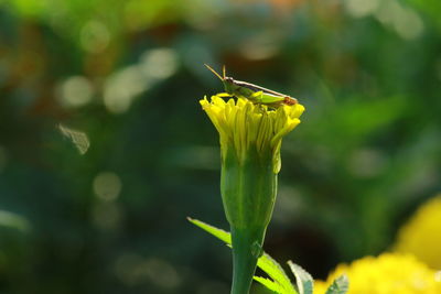 Close-up of insect on yellow flower