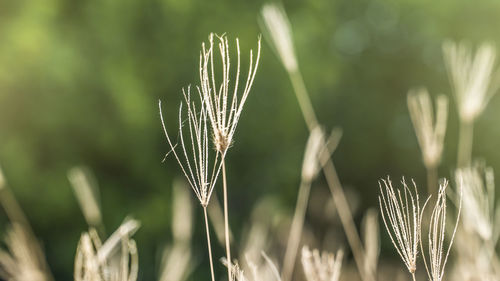 Close-up of stalks in field