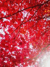 Low angle view of tree during autumn