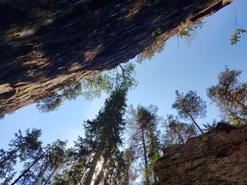 Low angle view of trees against sky