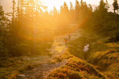 Scenic view of forest during autumn