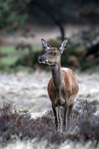 Portrait of deer standing on land