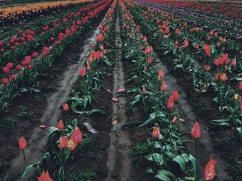 Full frame shot of plants at night