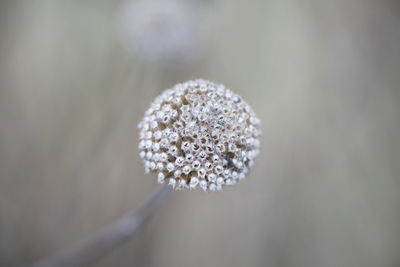 Close-up of snow on plant