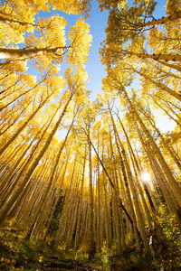 Low angle view of trees