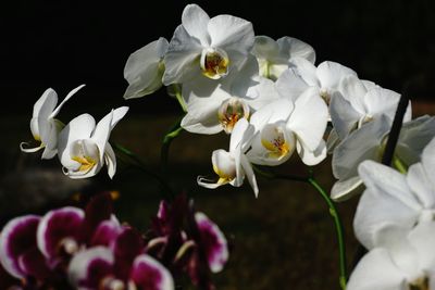 Close-up of white flowers
