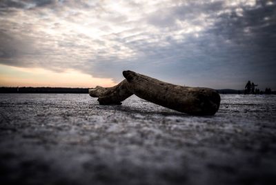 Close-up of lizard on beach against sky