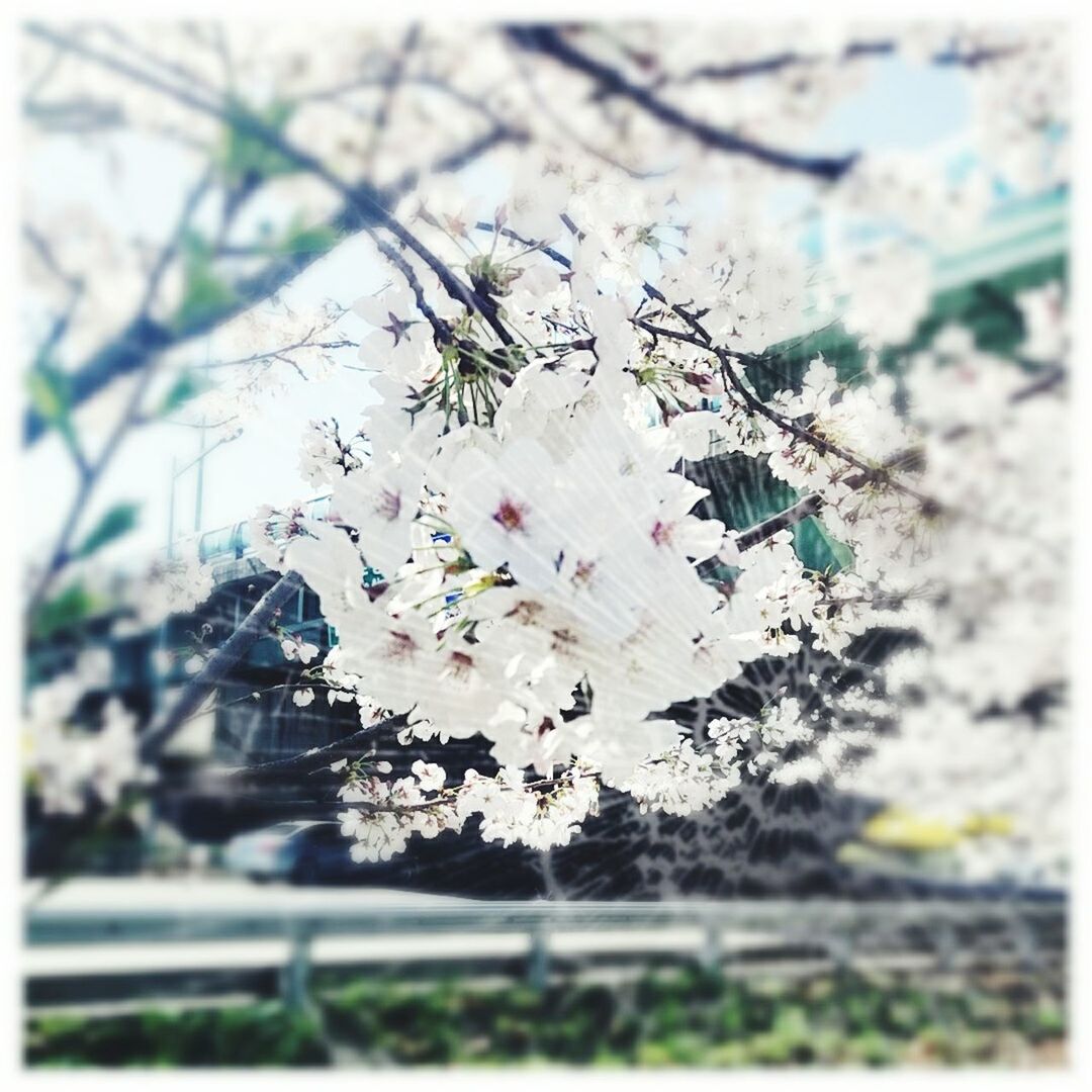 flower, fragility, freshness, petal, growth, transfer print, focus on foreground, blooming, flower head, auto post production filter, nature, blossom, close-up, selective focus, tree, in bloom, beauty in nature, cherry blossom, branch, plant