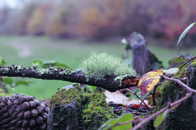 Close-up of frozen flower tree