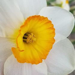 Close-up of yellow day lily blooming outdoors