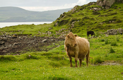 Horses in a field