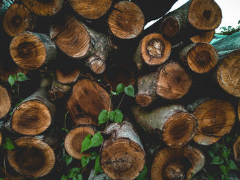 Full frame shot of logs in forest