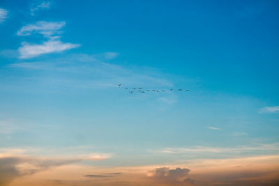 Low angle view of birds flying in sky