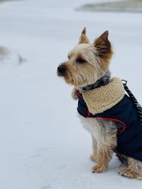 Dog on snow covered field