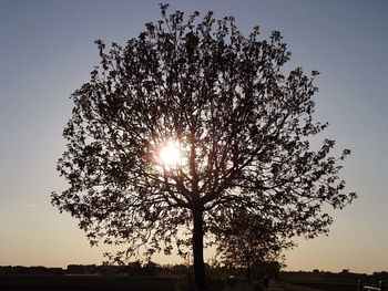 Trees on field against clear sky