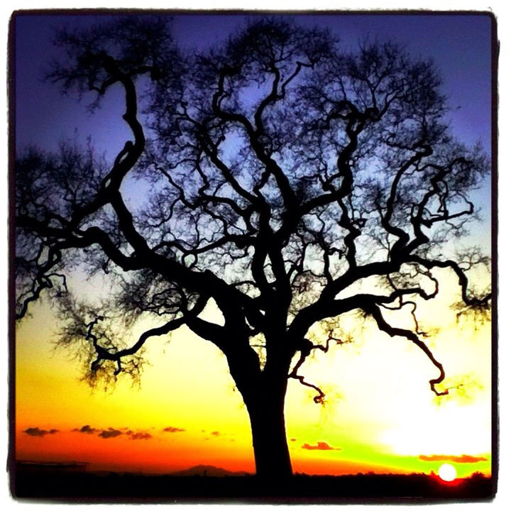 tree, bare tree, sunset, silhouette, branch, tranquility, transfer print, sky, tranquil scene, scenics, beauty in nature, nature, auto post production filter, tree trunk, low angle view, orange color, idyllic, growth, outdoors, no people