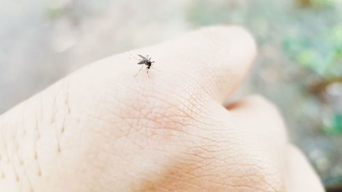 Close-up of insect on hand