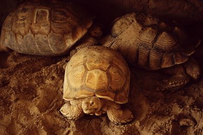 Close-up of tortoise