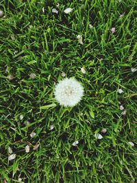 High angle view of dandelion on field