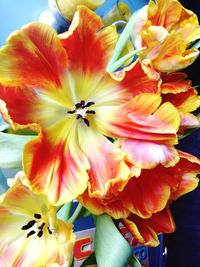 Close-up of flowers