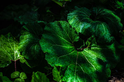 Textured burdock leaves as a summer background