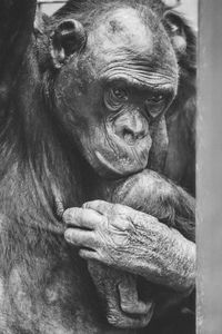 Close-up of face looking away in zoo