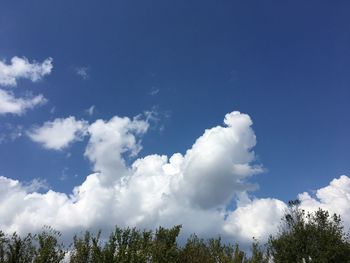 Low angle view of trees against blue sky