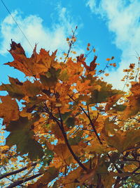 Low angle view of autumnal tree against sky